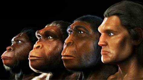 Are apes 98% human?